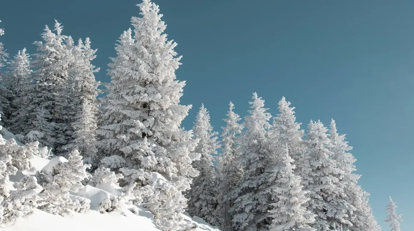 Snow-laden pines against a clear winter sky